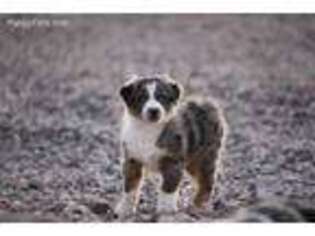 Australian Shepherd Puppy for sale in Parowan, UT, USA
