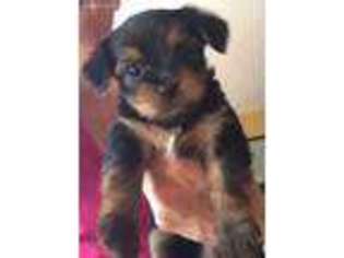 Yorkshire Terrier Puppy for sale in Hartford, CT, USA