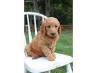 Golden Retriever Puppy for sale in Newport, PA, USA
