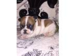 French Bulldog Puppy for sale in Petersburg, WV, USA