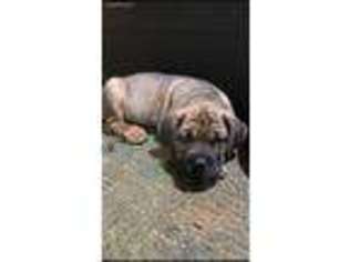 Cane Corso Puppy for sale in Chelsea, MA, USA
