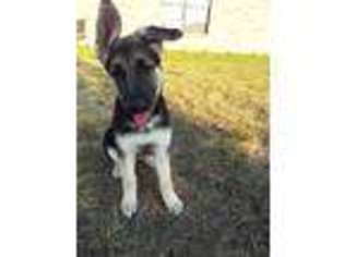 German Shepherd Dog Puppy for sale in Killeen, TX, USA