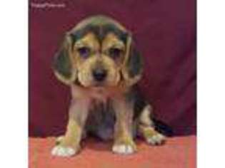 Puggle Puppy for sale in Rockford, IL, USA