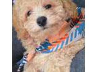 Goldendoodle Puppy for sale in Secaucus, NJ, USA
