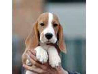 Beagle Puppy for sale in Des Moines, IA, USA