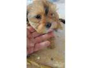 Shorkie Tzu Puppy for sale in Klamath Falls, OR, USA