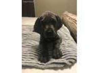 Great Dane Puppy for sale in Brandon, MS, USA