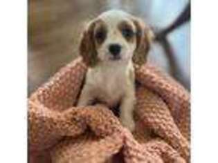 Cavalier King Charles Spaniel Puppy for sale in Carmel, IN, USA