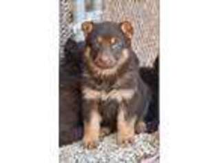 German Shepherd Dog Puppy for sale in Abilene, TX, USA