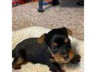 Yorkshire Terrier Puppy for sale in Clovis, NM, USA