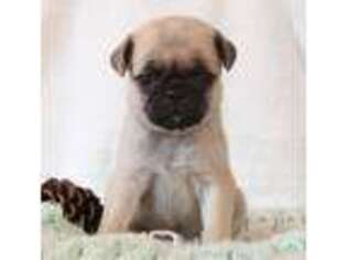 Pug Puppy for sale in New Enterprise, PA, USA