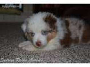 Australian Shepherd Puppy for sale in Cleburne, TX, USA