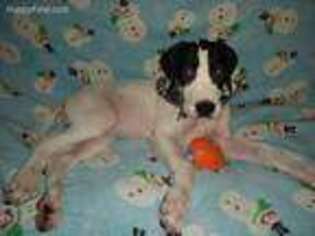 Great Dane Puppy for sale in Milford, PA, USA