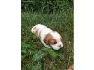 Cavalier King Charles Spaniel Puppy for sale in Ann Arbor, MI, USA