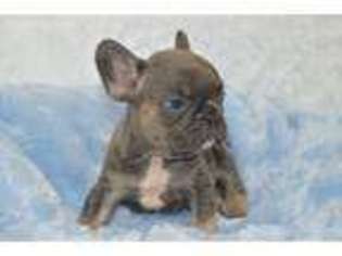 French Bulldog Puppy for sale in Jacksonville, IL, USA