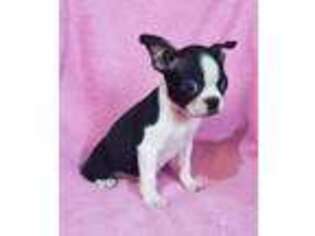 Boston Terrier Puppy for sale in Clintonville, WI, USA