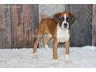 Boxer Puppy for sale in Bokchito, OK, USA