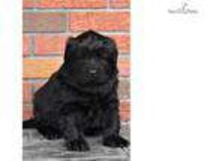 Newfoundland Puppy for sale in State College, PA, USA