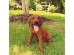 Redbone Coonhound Puppy for sale in Birmingham, AL, USA