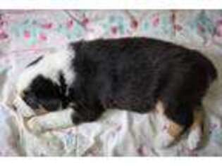 Medium Photo #1 Australian Shepherd Puppy For Sale in Richland, MI, USA