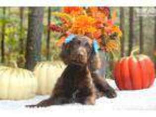 Labradoodle Puppy for sale in Charlotte, NC, USA