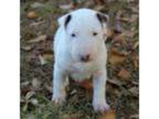 Bull Terrier Puppy for sale in Greenville, NC, USA