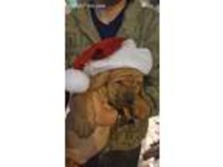 Mastiff Puppy for sale in Delta Junction, AK, USA