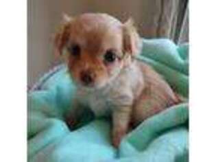 Chihuahua Puppy for sale in Lewes, DE, USA