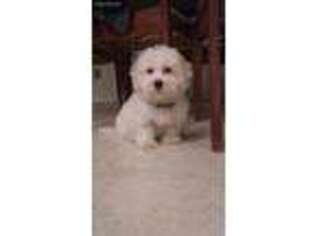 Bichon Frise Puppy for sale in Martinsburg, WV, USA