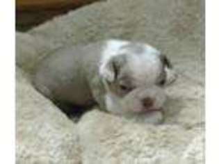 Boston Terrier Puppy for sale in WASHINGTON, IN, USA