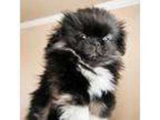 Pekingese Puppy for sale in Lutz, FL, USA