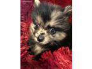 Pomeranian Puppy for sale in Pittsburg, TX, USA