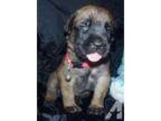 Mastiff Puppy for sale in GILBERT, AZ, USA