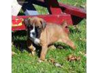 Boxer Puppy for sale in Ashtabula, OH, USA