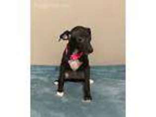 Italian Greyhound Puppy for sale in Battle Creek, MI, USA
