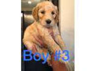 Goldendoodle Puppy for sale in Mustang, OK, USA