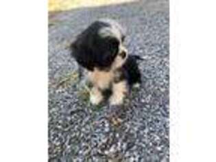 Mutt Puppy for sale in Clifton, NJ, USA