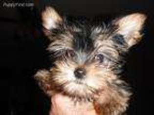Yorkshire Terrier Puppy for sale in Vienna, WV, USA