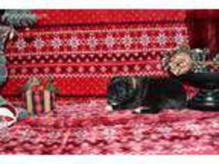 Great Dane Puppy for sale in Bridgeport, TX, USA
