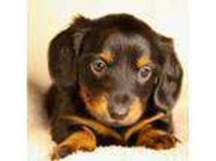 Dachshund Puppy for sale in Lyons, GA, USA