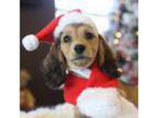 Dachshund Puppy for sale in Pflugerville, TX, USA