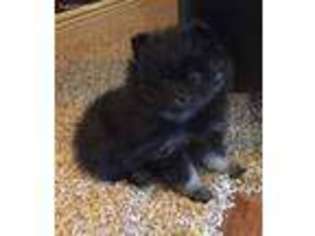 Pomeranian Puppy for sale in Sutherland, IA, USA