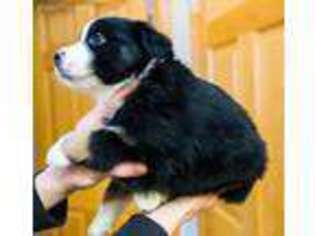 Australian Shepherd Puppy for sale in Monument, CO, USA