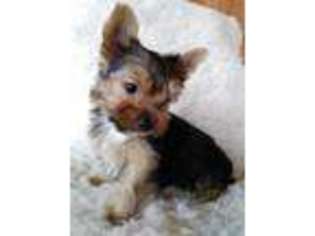 Yorkshire Terrier Puppy for sale in Kinards, SC, USA
