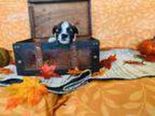Havanese Puppy for sale in Brownwood, TX, USA