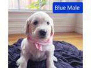 Goldendoodle Puppy for sale in Owasso, OK, USA