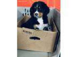 Bernese Mountain Dog Puppy for sale in Chicago, IL, USA