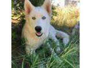Siberian Husky Puppy for sale in Kingman, AZ, USA