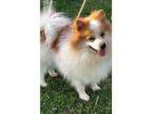 Pomeranian Puppy for sale in Luther, OK, USA