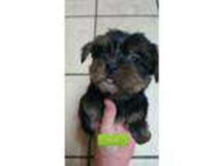 Yorkshire Terrier Puppy for sale in Florala, AL, USA